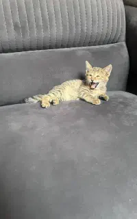 بچه گربه ۳ ماهه