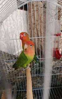 یک جفت طوطی بزریلی