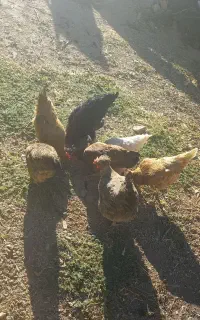 مرغ تخم گذار