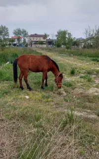 اسب نریان سواری باری