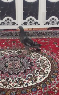 جوجه کبوتر سبر مگس