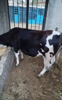 گوساله سیمینتال اصل ماده