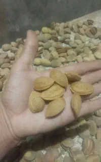 بادام تازه پوست نازک پرمغز