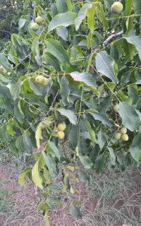 گردو برای فروش