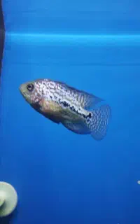 فروش ماهی فلاور کامفا (آکواریوم)