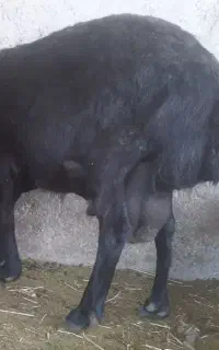 قوچ گوسفند قره قزل افشار اصلاح نژاد گله ژن دوقلوزا