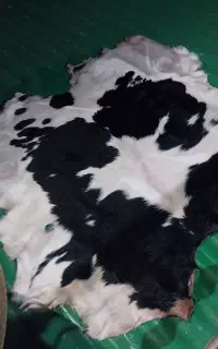 پوست گوساله تازه