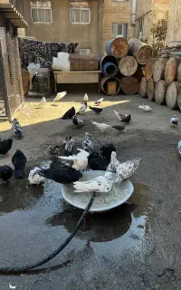 کبوتر