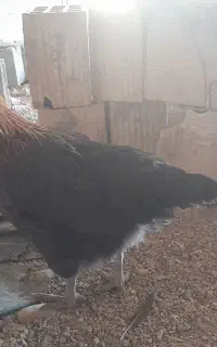 مرغ کاکلی