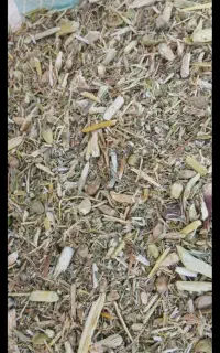 کاه کنگر