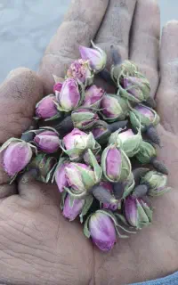 غنچه گل محمدی