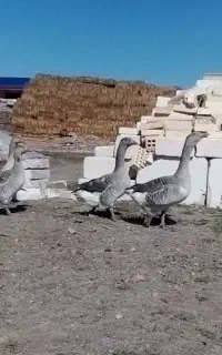 غاز
