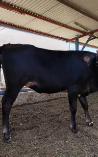 گوساله ماده