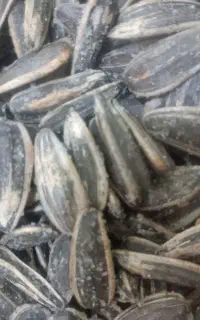 تخمه آفتابگردان اعلای خوی درجه۱