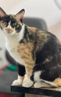 گمشده