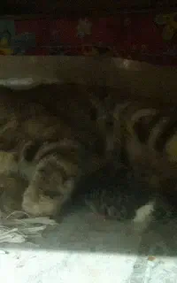 ۳ تا بچه گربه قوی رایگان