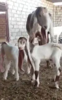 بز سه قلوزا اصل