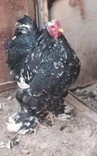 تخم برهما  بلک ملتد