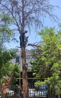 هرس درخت و درختچه ، قطع درختان خشک و کاشت جایگزین