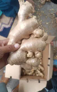 زنجبیل تازه  تازه وابدار رسید...لطفا فقط زنگ بزنید