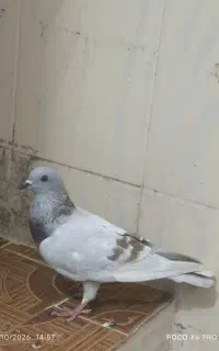 سوسنی