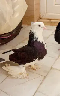 کبوتر