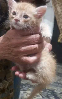سرپرست برای بچه گربه