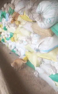 کودگوسفندی