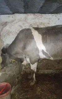 گوساله