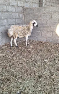 قوچ