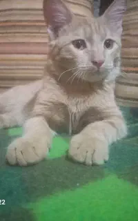 بچه گربه خونگی بسیاربازیگوش