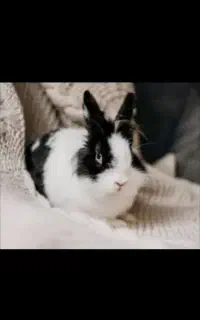 خرگوش معاضه با پرنده