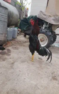 لاری