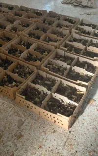 بلدرچین
