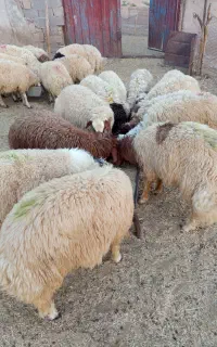 فروش بره پرواری