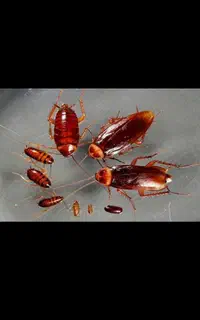 سمپاشی ساختمان و رستوران های واداره جات وخوابگاهای