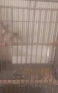 فروش تعدادی سهره خاکی نر