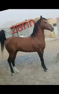 اسب