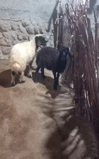 دوعدد بره نرسالم وپرخور