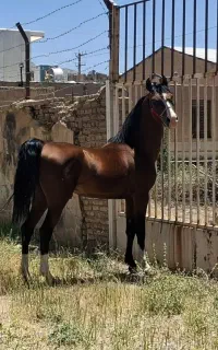 اسب سیلمی ترک ودرهشوری