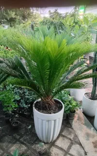 فروشنده آقا در مجموعه گل و گیاه