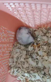 همستر مینیاتوری