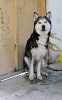 سگ هاسکی ماده چشم یخی