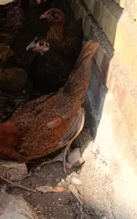 فروش جوجه در گنبد کاووس