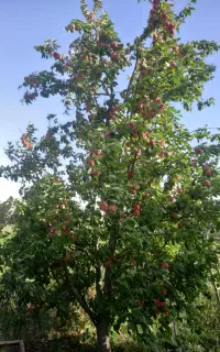 علف باغ رایگان