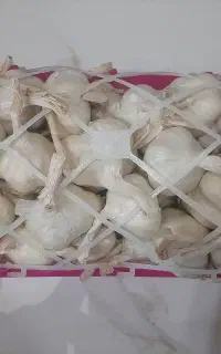 سیر سفید همدان