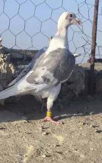 مجسمه دوکت