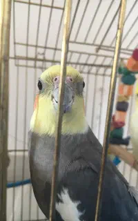 عروس هلندی نر سخنگو  با قفس