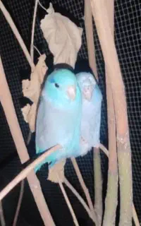 گمشده