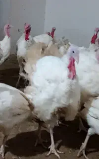 بوقلمون